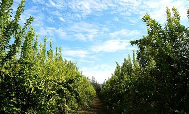 Agrícola en Venta en Camino a Embalse Lliu Lliu - LIMACHE.