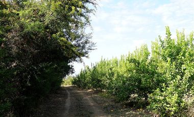 Agrícola en Venta en Camino a Embalse Lliu Lliu - LIMACHE.