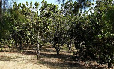 Agrícola en Venta en Camino a Embalse Lliu Lliu - LIMACHE.