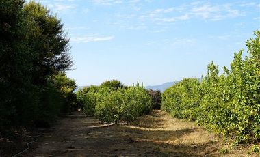 Agrícola en Venta en Camino a Embalse Lliu Lliu - LIMACHE.