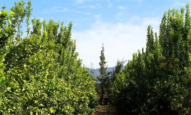Agrícola en Venta en Camino a Embalse Lliu Lliu - LIMACHE.