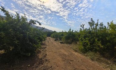 Agrícola en Venta en Camino a Embalse Lliu Lliu - LIMACHE.
