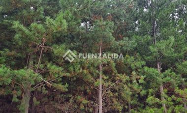 Sitio en Venta en La Palmilla, Chepica