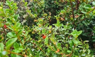 Sitio en Venta en La Palmilla, Chepica