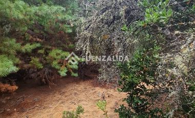 Sitio en Venta en La Palmilla, Chepica