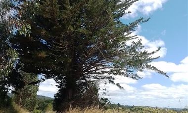 Agrícola en Venta en Llancahuito