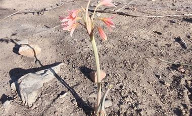 Parcela en Venta en Av. Camino al Volcán 4926