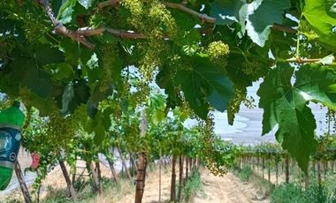 Agrícola en Venta en Comuna Til Til