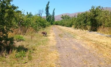 Agrícola en Venta en Comuna Til Til