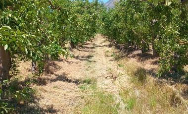 Agrícola en Venta en Comuna Til Til