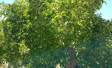 Agrícola en Venta en Comuna Til Til