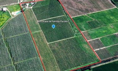Agrícola en Venta en PERALILLO