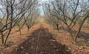 Agrícola en Venta en Gorbea