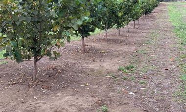 Agrícola en Venta en Gorbea