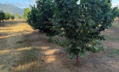Agrícola en Venta en Gorbea