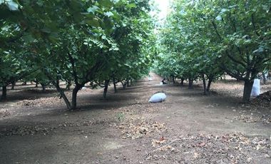 Agrícola en Venta en Gorbea