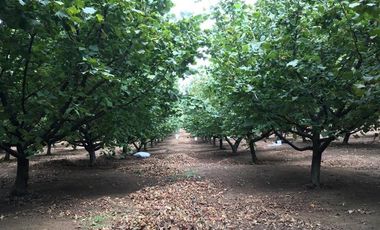 Agrícola en Venta en Gorbea