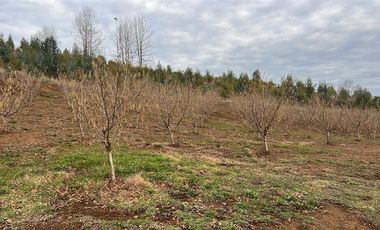 Agrícola en Venta en Gorbea