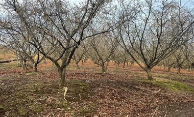 Agrícola en Venta en Gorbea