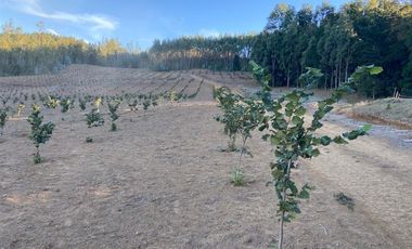 Agrícola en Venta en Gorbea