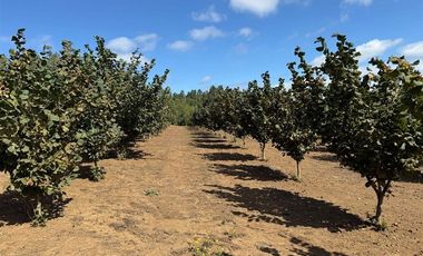 Agrícola en Venta en Gorbea