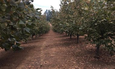 Agrícola en Venta en Gorbea