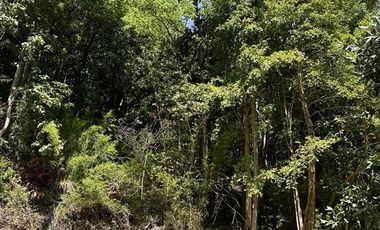 Parcela en Venta en Sitios Camino Termas de Chillan Km 48 Interior