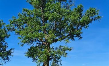 Sitio en Venta en Condominio los Robles