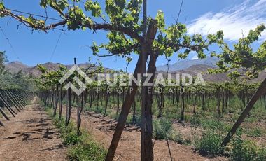 Agrícola en Venta en La Viñita