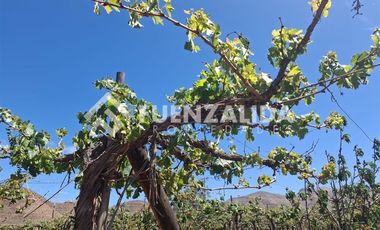 Agrícola en Venta en La Viñita
