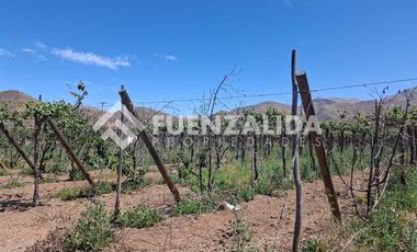 Agrícola en Venta en La Viñita