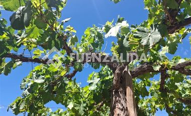 Agrícola en Venta en La Viñita