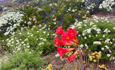 Casa en Venta en Condominio Costa Dorada