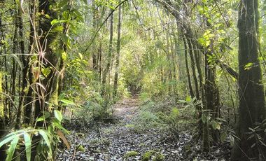 Parcela en Venta en Butalcura-Dalcahue