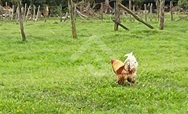 Agrícola en Venta en Parque Peumayen