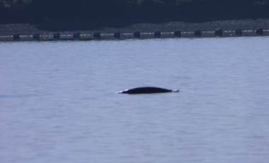 Parcela en Venta en Isla Cailin