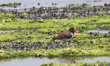 Parcela en Venta en Isla Cailin