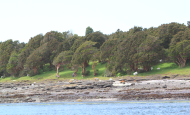 Parcela en Venta en Isla Cailin