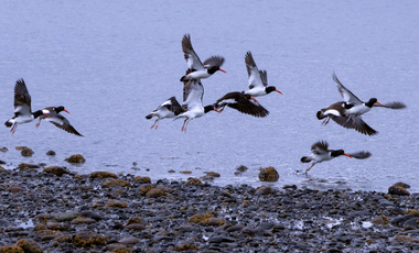 Parcela en Venta en Isla Cailin
