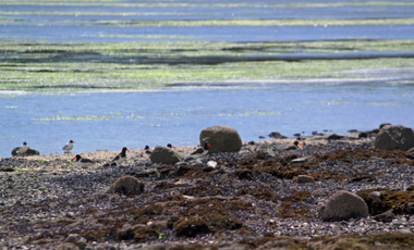 Parcela en Venta en Isla Cailin