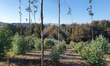Sitio en Venta en CAMPO LOS AVELLANOS HUALAPULLI, PROVINCIA DE CAUTIN