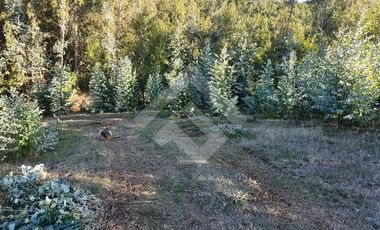 Sitio en Venta en CAMPO LOS AVELLANOS HUALAPULLI, PROVINCIA DE CAUTIN