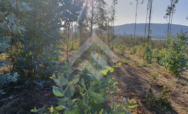 Sitio en Venta en CAMPO LOS AVELLANOS HUALAPULLI, PROVINCIA DE CAUTIN