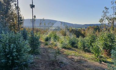 Sitio en Venta en CAMPO LOS AVELLANOS HUALAPULLI, PROVINCIA DE CAUTIN