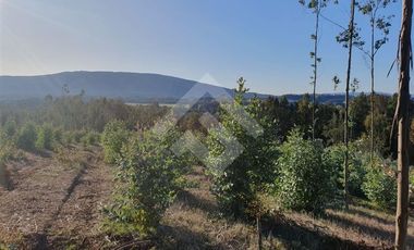 Sitio en Venta en CAMPO LOS AVELLANOS HUALAPULLI, PROVINCIA DE CAUTIN