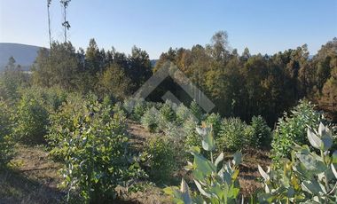 Sitio en Venta en CAMPO LOS AVELLANOS HUALAPULLI, PROVINCIA DE CAUTIN