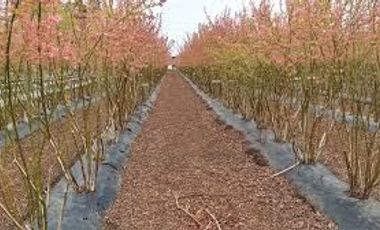 Terreno en venta en Yerbas Buenas, Linares