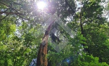 Parcela en Venta en RANCO NATIVO LA UNION