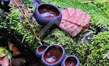 Parcela en Venta en RANCO NATIVO LA UNION