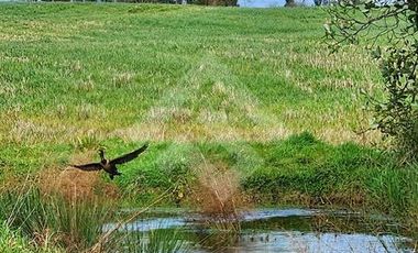 Parcela en Venta en RANCO NATIVO LA UNION